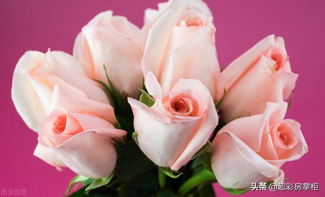 情人节女孩要送礼物玫瑰花的古诗词赏析和寓意