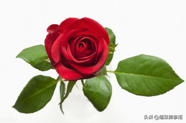 情人节女孩要送礼物玫瑰花的古诗词赏析和寓意