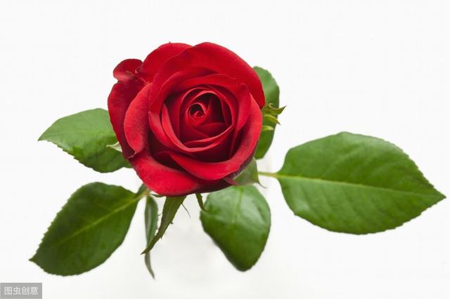 情人节送花情人节你送的玫瑰花，你知道有什么药用价值吗？