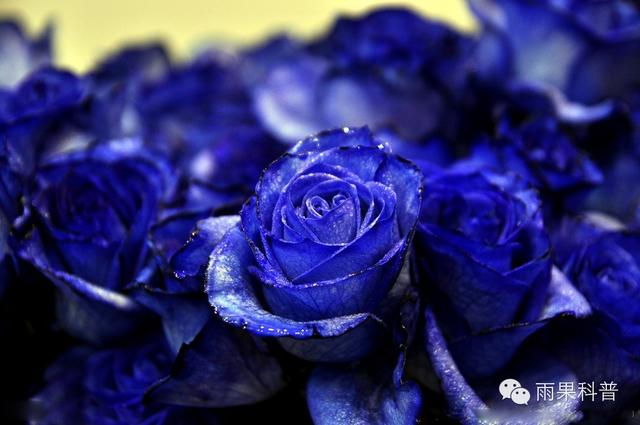 情人节送男朋友什么情人节的玫瑰花，你选对了吗？