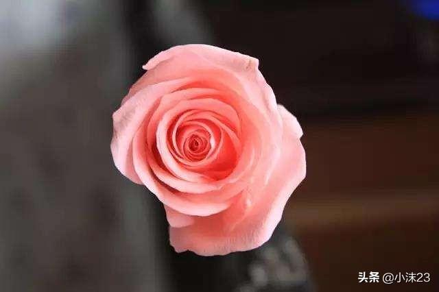 情人节送什么给男朋友情人节要到了，你知道玫瑰花的花语吗？