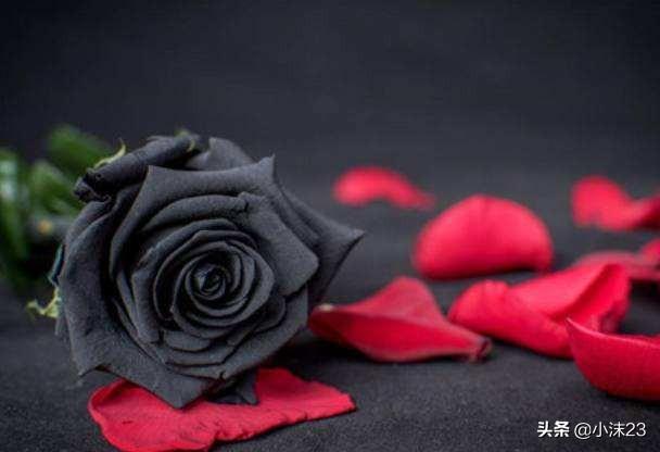情人节送什么给男朋友情人节要到了，你知道玫瑰花的花语吗？