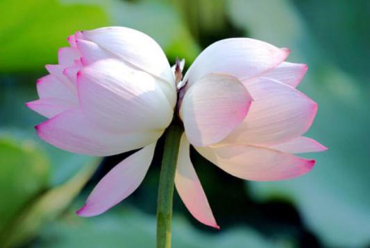 情人节送闺蜜什么礼物情人节不只有玫瑰，在我们中国古代，这5种花才代表爱