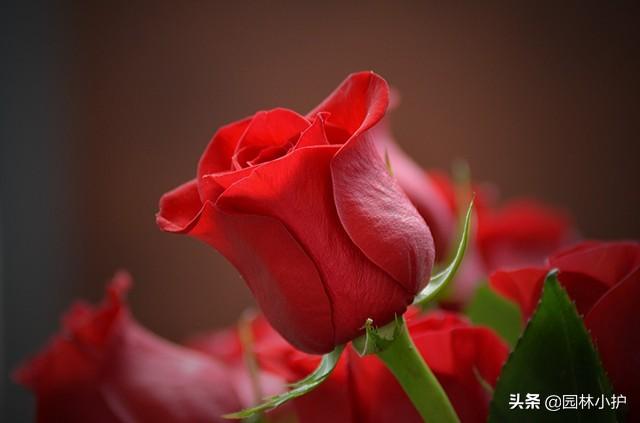 情人节送玫瑰花图片六种有“色”的情人节，你知道几个？