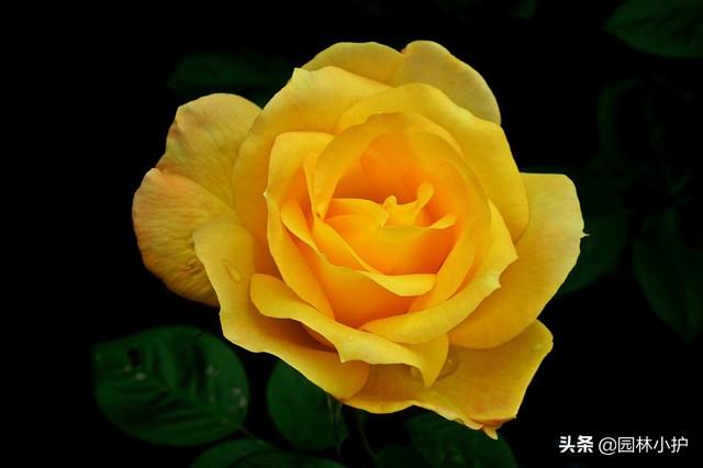 情人节送玫瑰花图片六种有“色”的情人节，你知道几个？