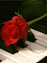情人节送男友礼物今日情人节，9999玫瑰花送给你