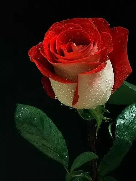 今年情人节流行送什么情人节快乐！所有罕见的玫瑰，送给挚友！