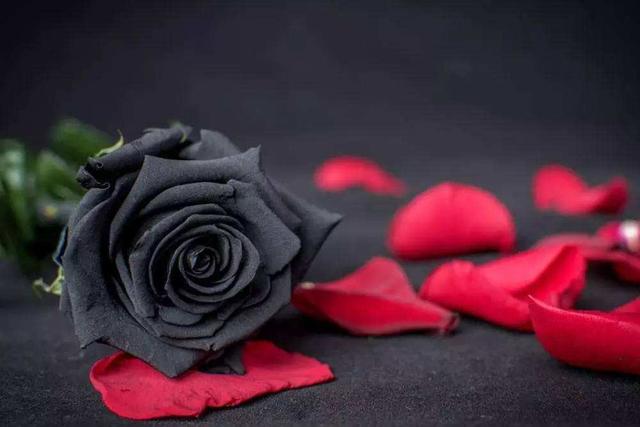 七夕送什么好你知道玫瑰的花语吗？不同的颜色的玫瑰有不同的含义