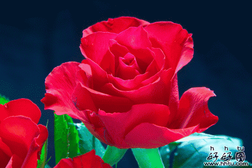 情人节送什么礼物好明天2.14情人节，214美丽玫瑰送给群里每位朋友~醉倒一批人