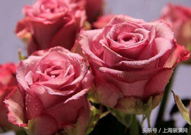 七夕送什么礼物好情人节 这些玫瑰花送给你