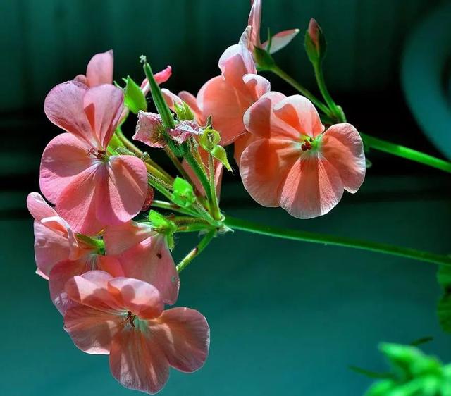 最美的各种花朵唯美图片大全,好看的鲜花图片 唯美