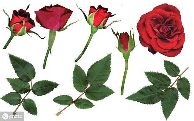 情人节送男友什么礼物好情人节的最佳礼物——玫瑰花