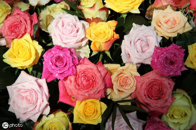 情人节送男友什么礼物好情人节的最佳礼物——玫瑰花