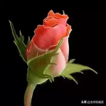 情人节送玫瑰花的含义5201314， 送你999玫瑰花，祝你爱情甜甜蜜蜜