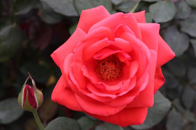 七夕情人节送什么礼物好在今天这个节日里，原来玫瑰花不同颜色有着不同的花