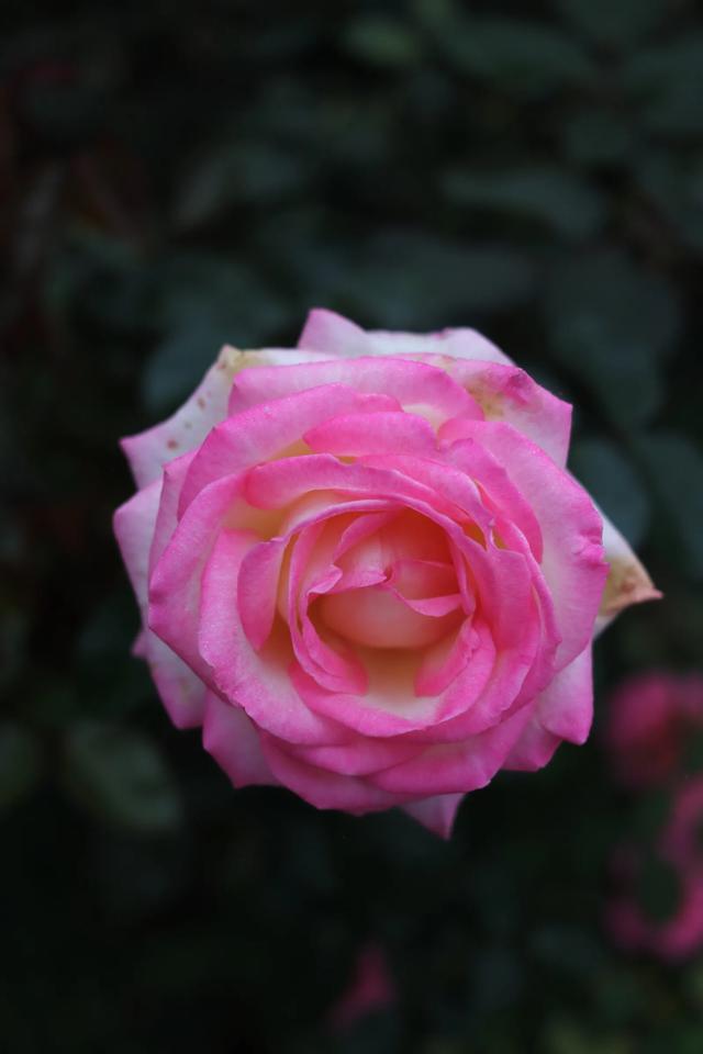 七夕情人节送什么礼物好在今天这个节日里，原来玫瑰花不同颜色有着不同的花