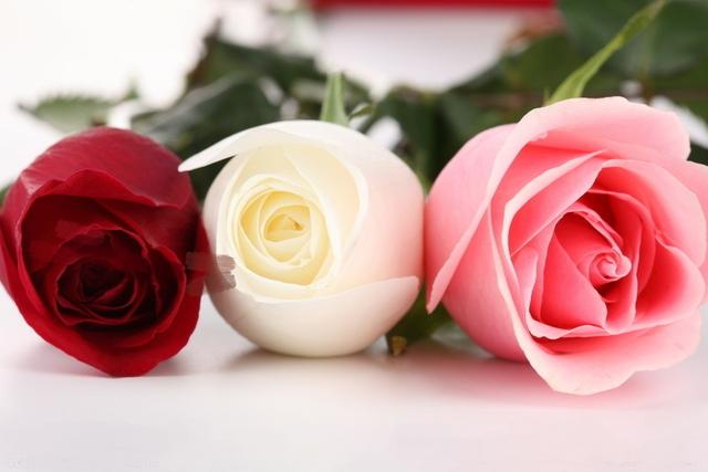今年情人节送什么好情人节怎么送花，送什么花