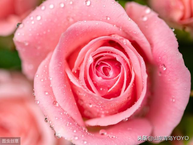 情人节送花玫瑰花语大全 蓝玫瑰花语 玫瑰花支数不同所代表的含意