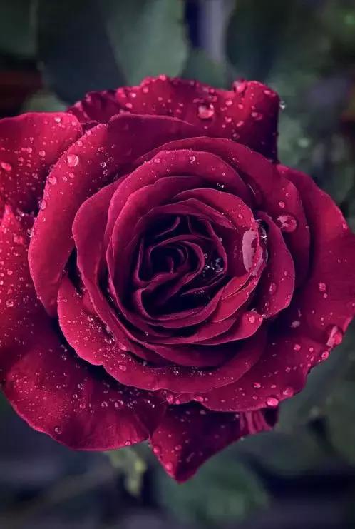 情人节送玫瑰花的含义5.20情人节到了！最美的祝福送给天下有情人！打开看看